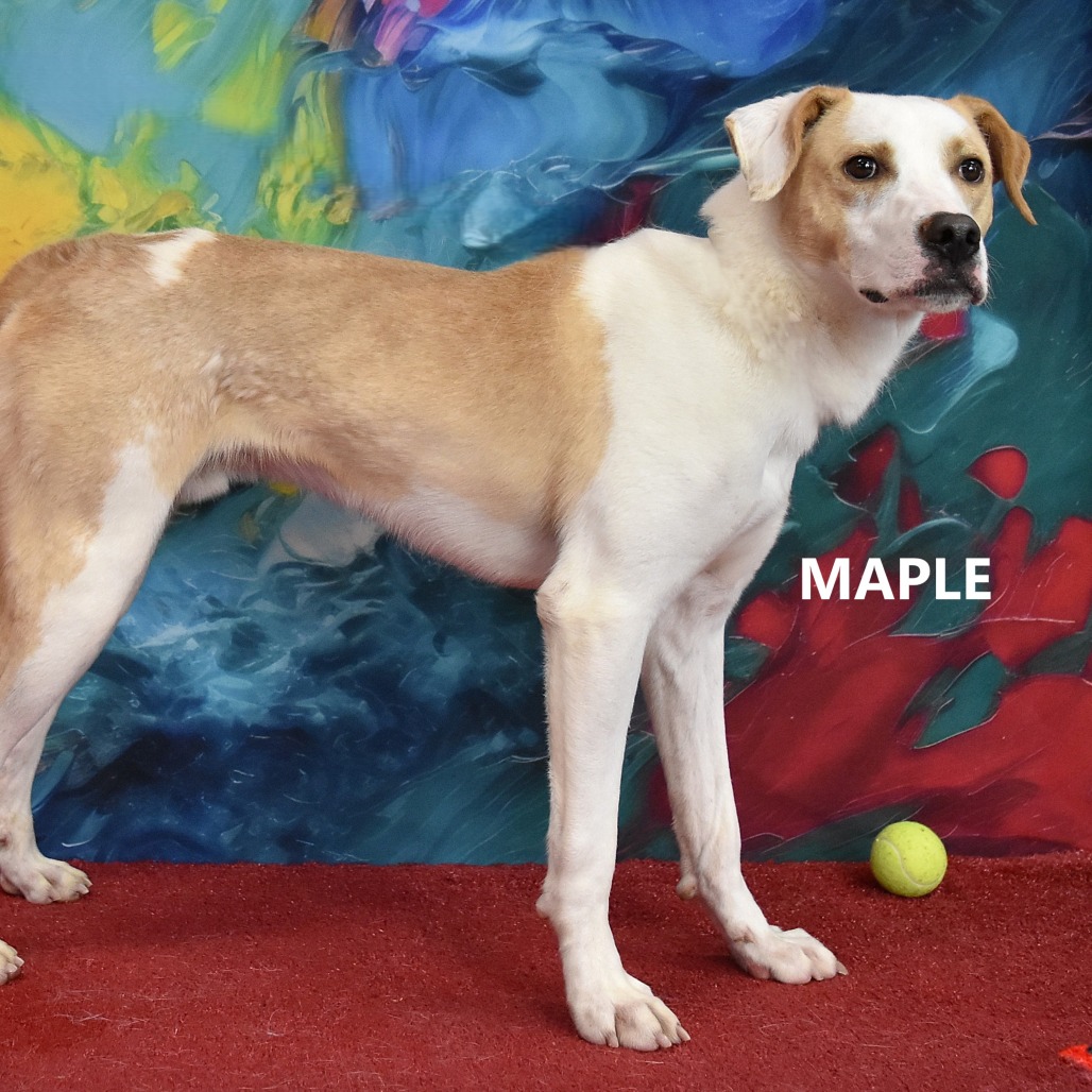 Maple
