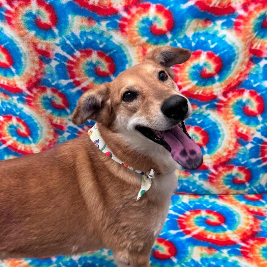 Denny