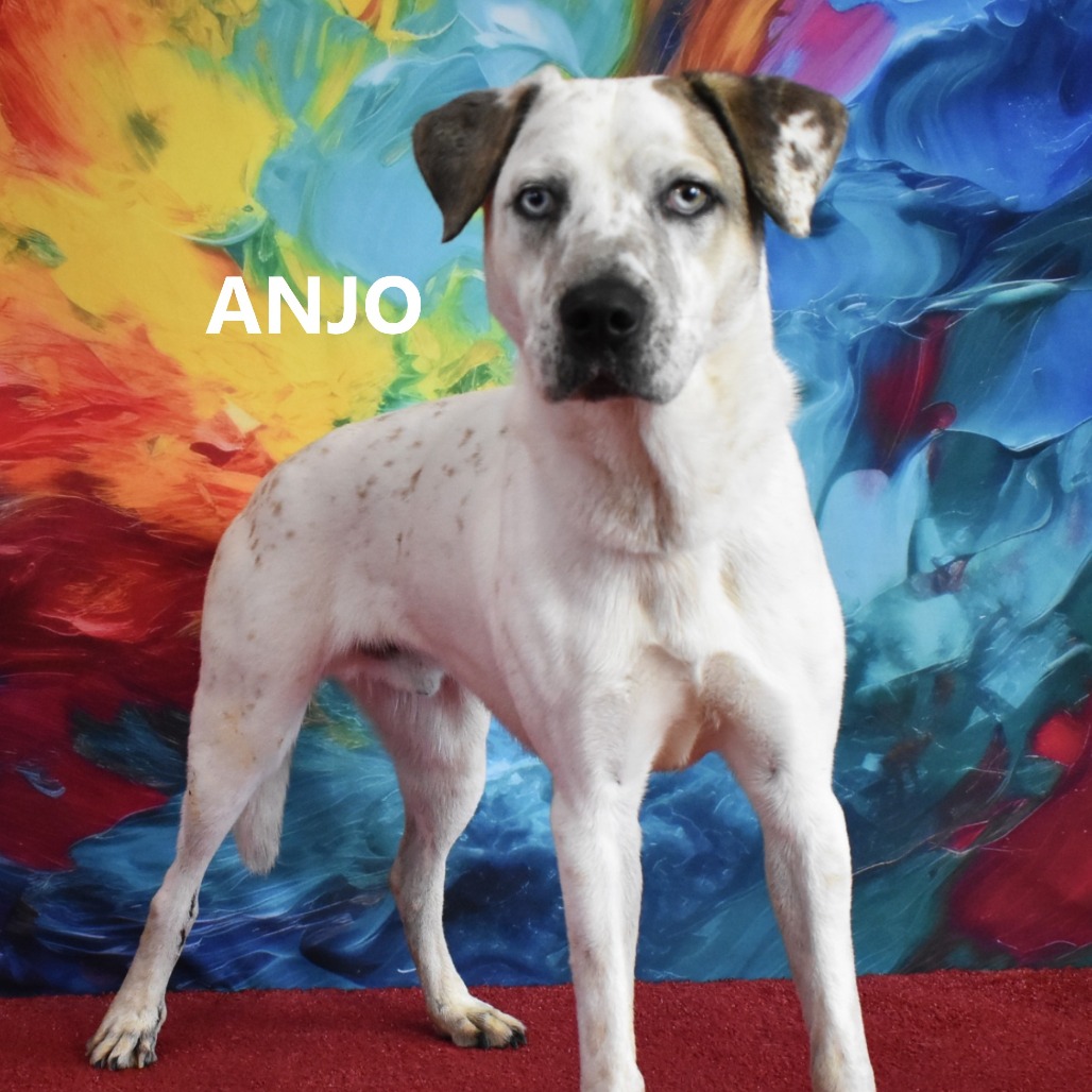 Anjo