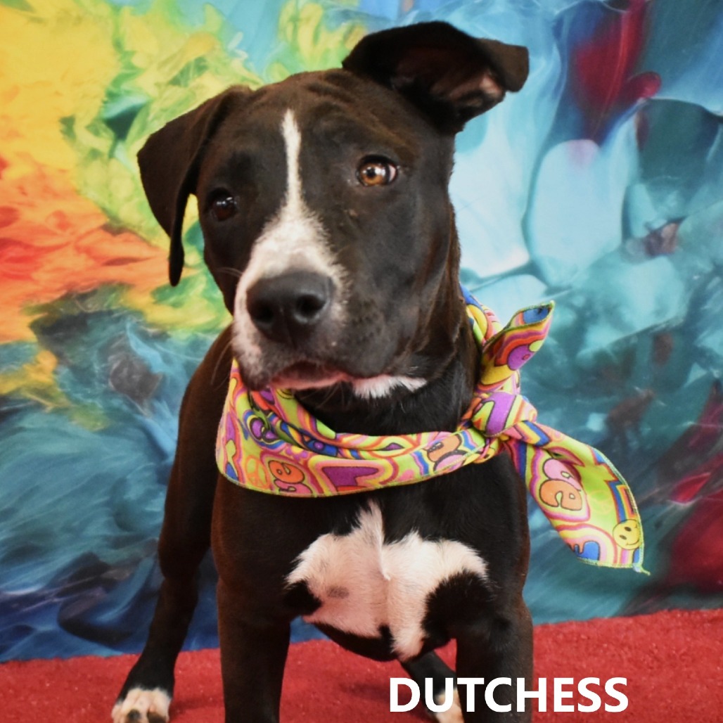 Dutchess