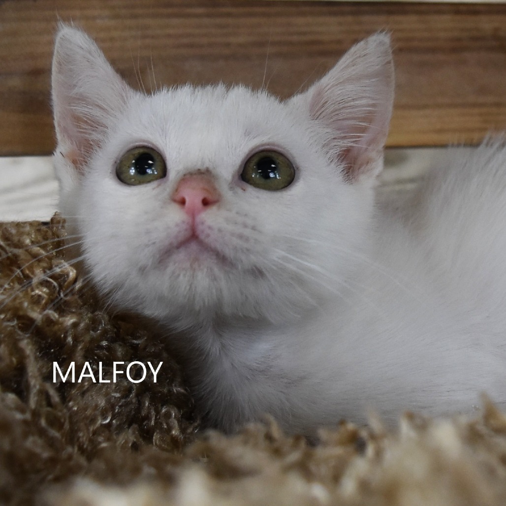 Malfoy