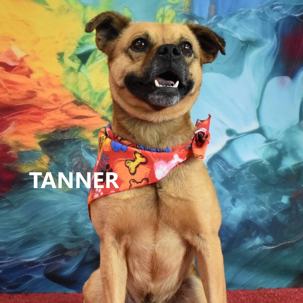 Tanner