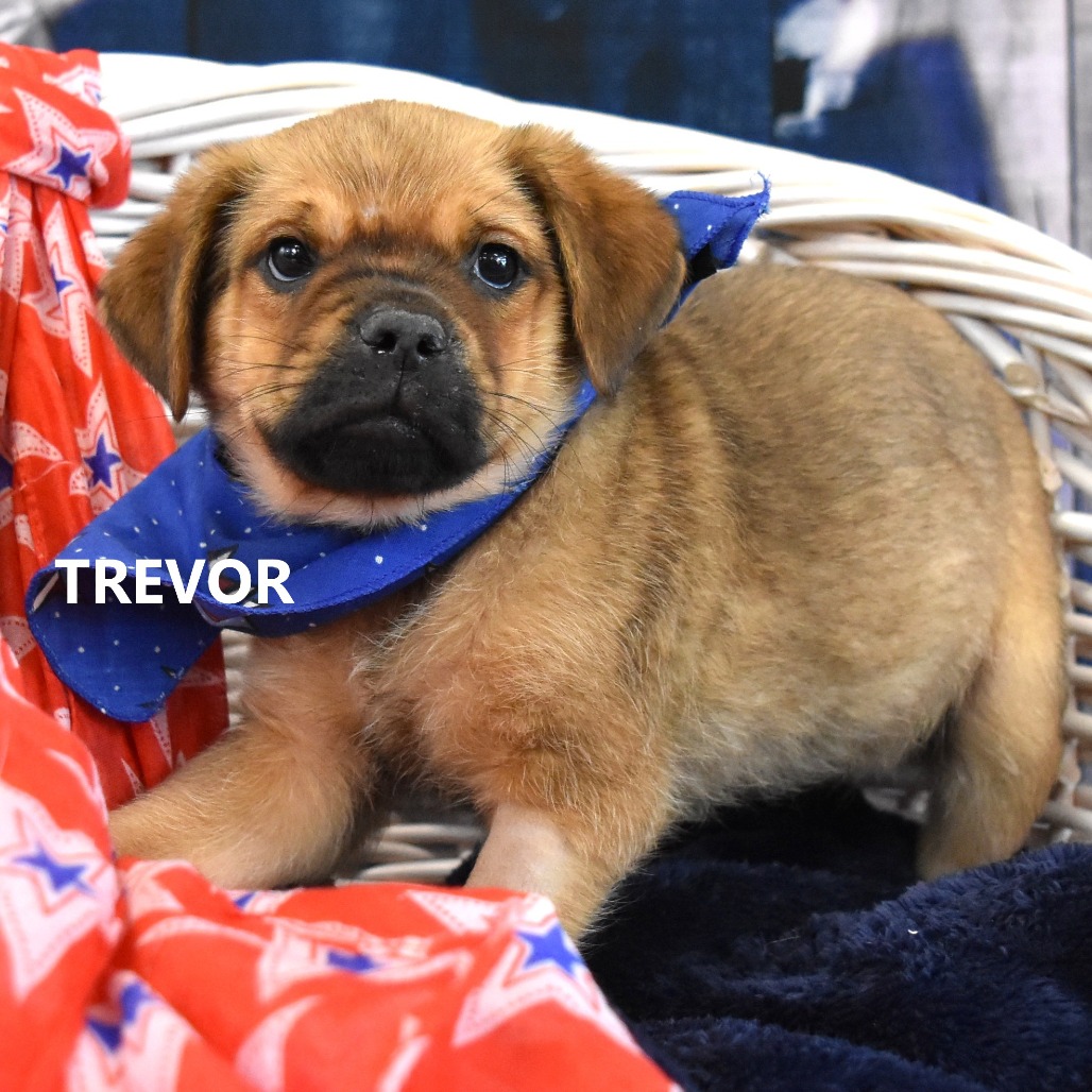 Trevor 