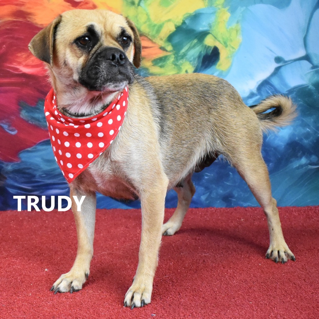Trudy