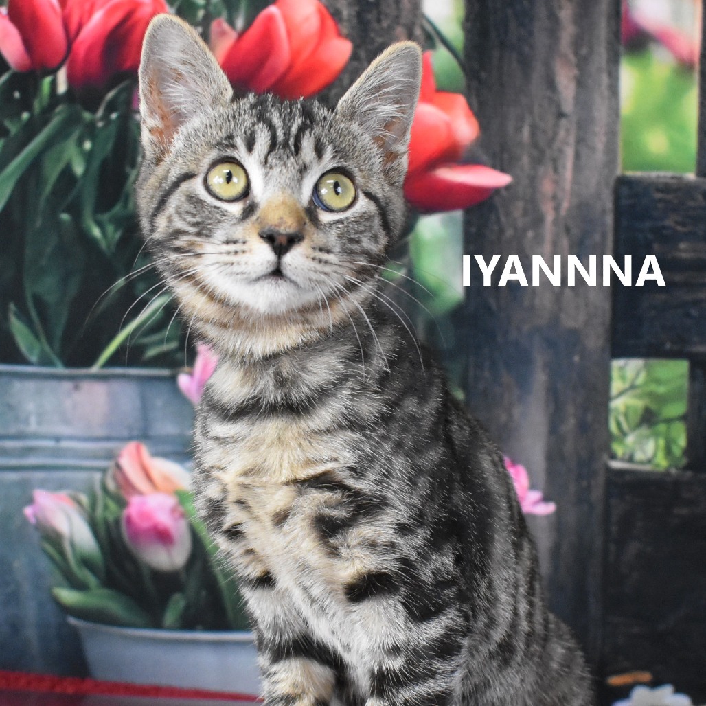 Iyanna