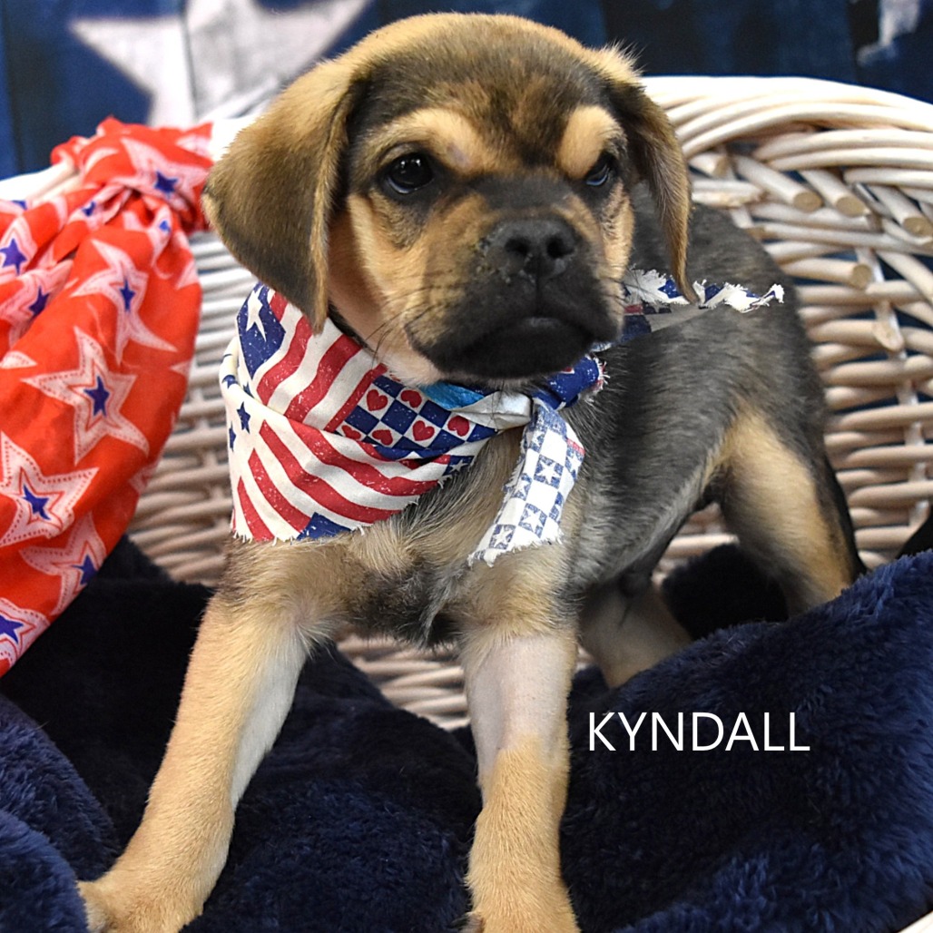 Kyndall