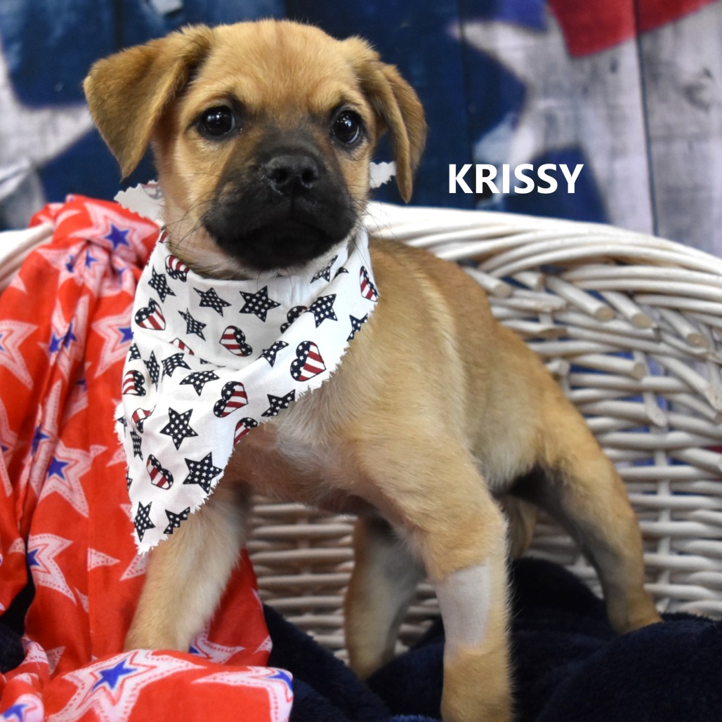Krissy 