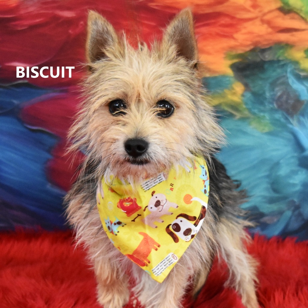 Biscuit