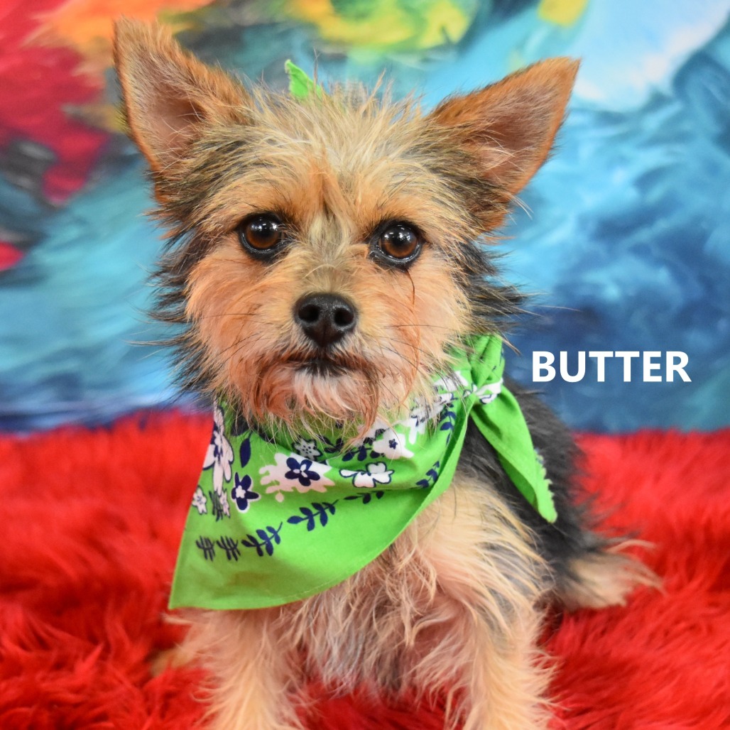 Butter