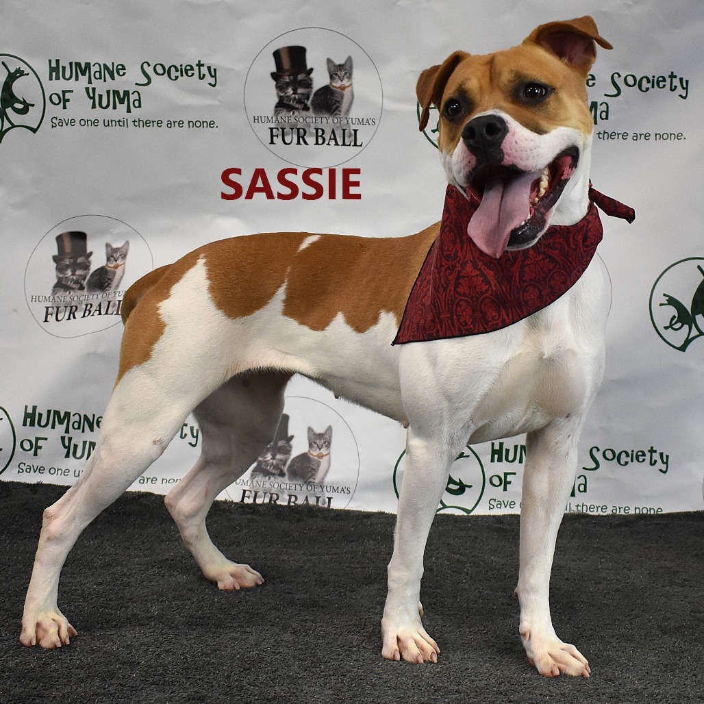 Sassie
