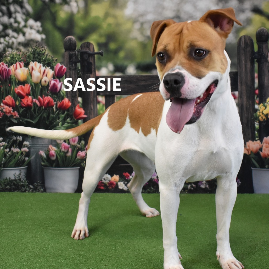 Sassie