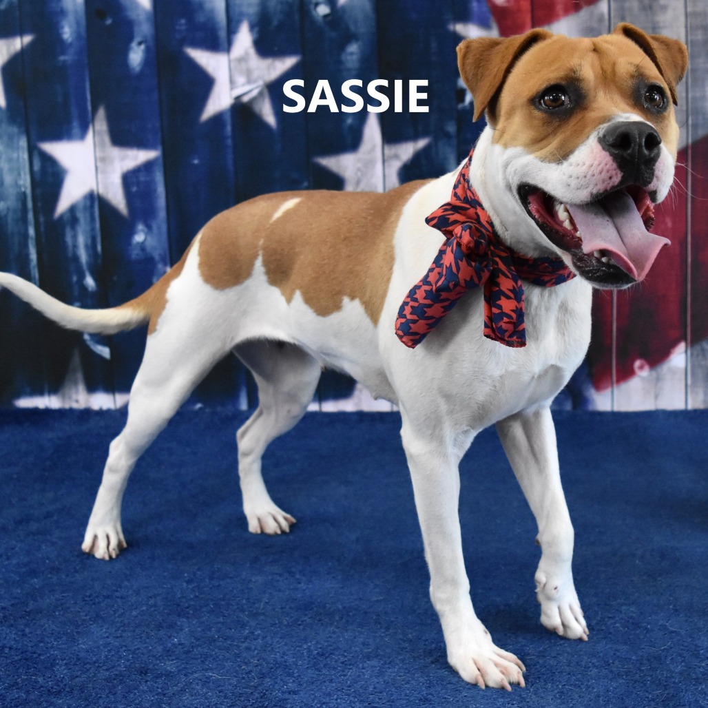Sassie