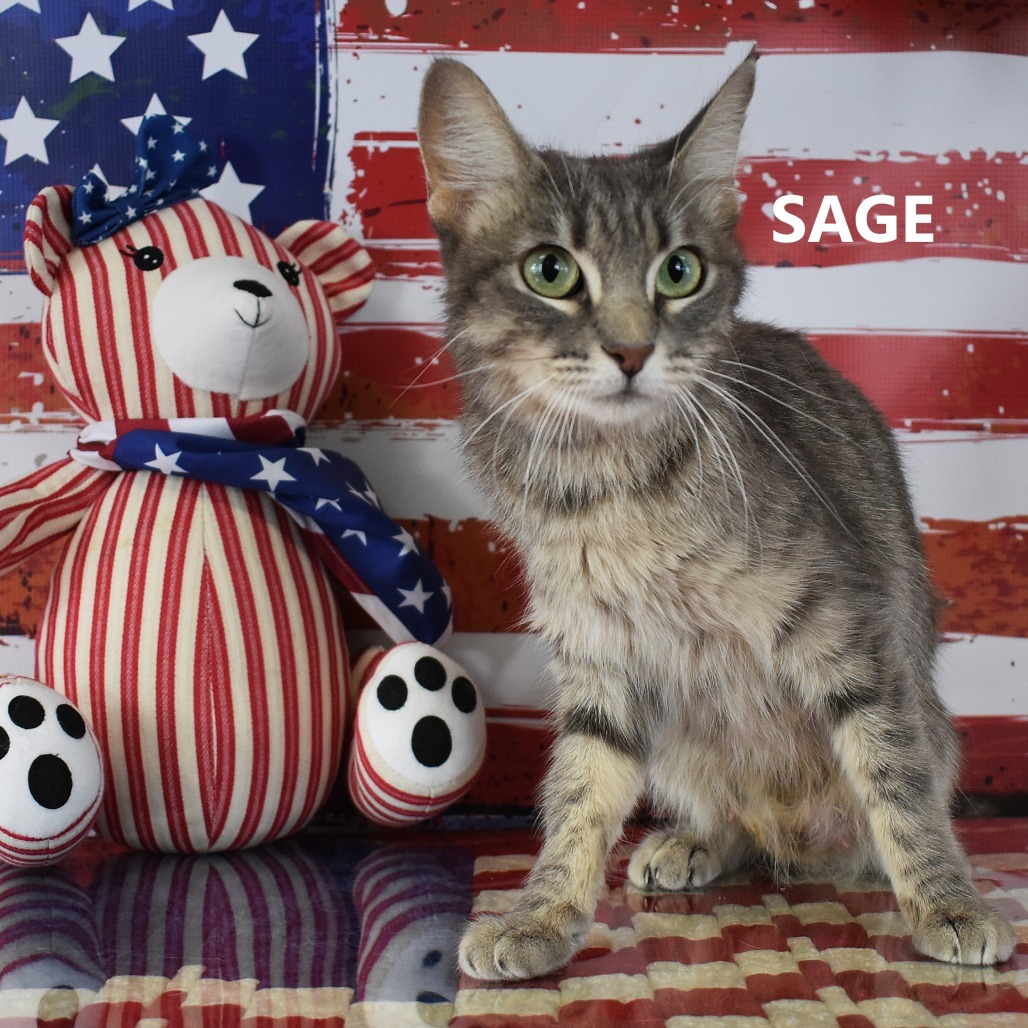 Sage