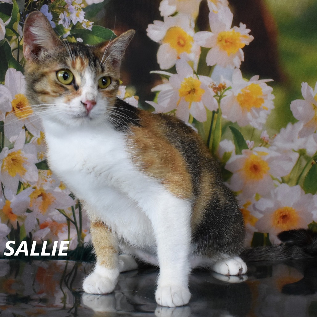 Sallie