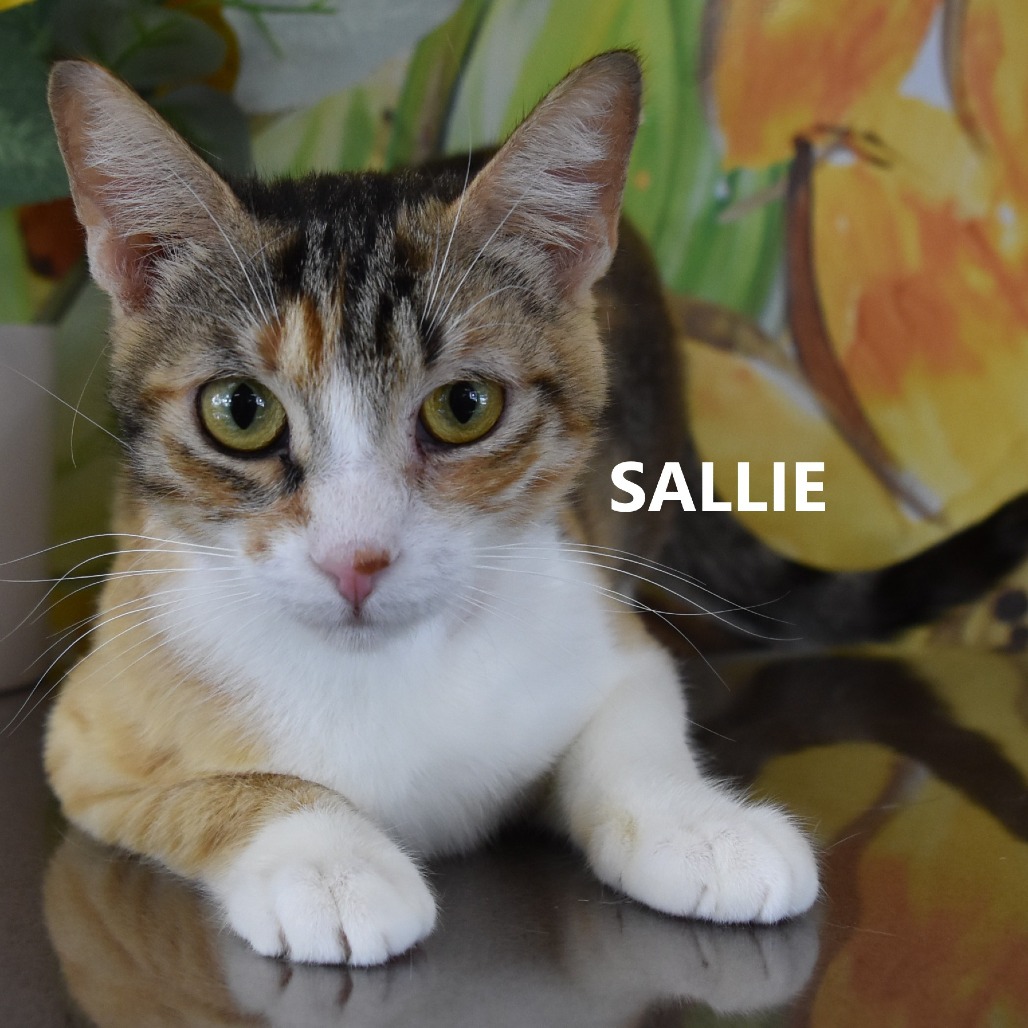 Sallie