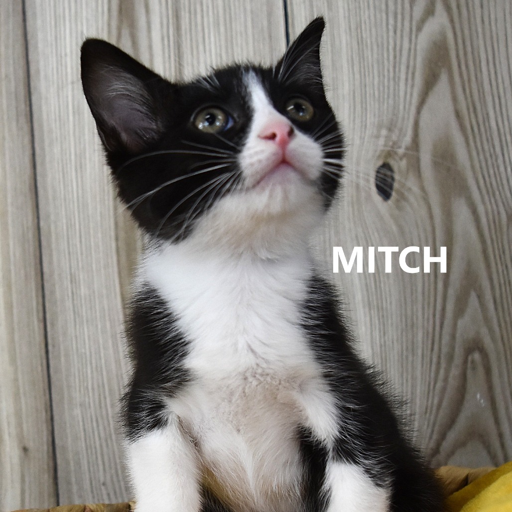 Mitch