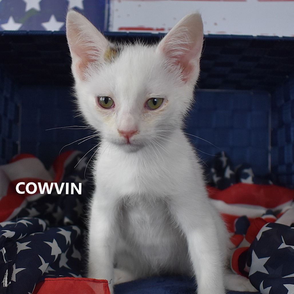 Cowvin