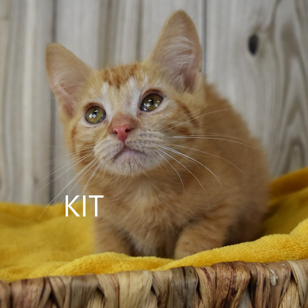Kit