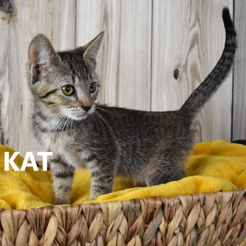 Kat