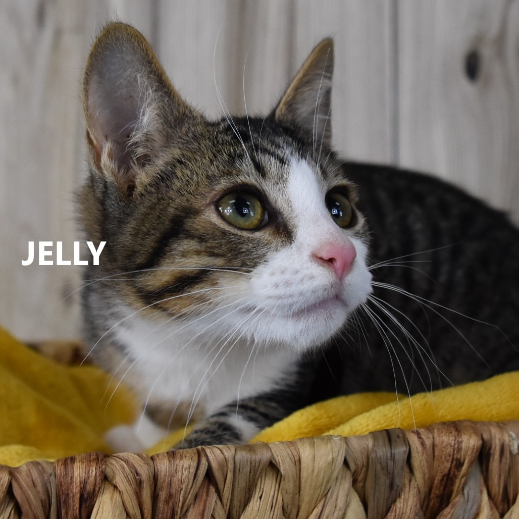 Jelly