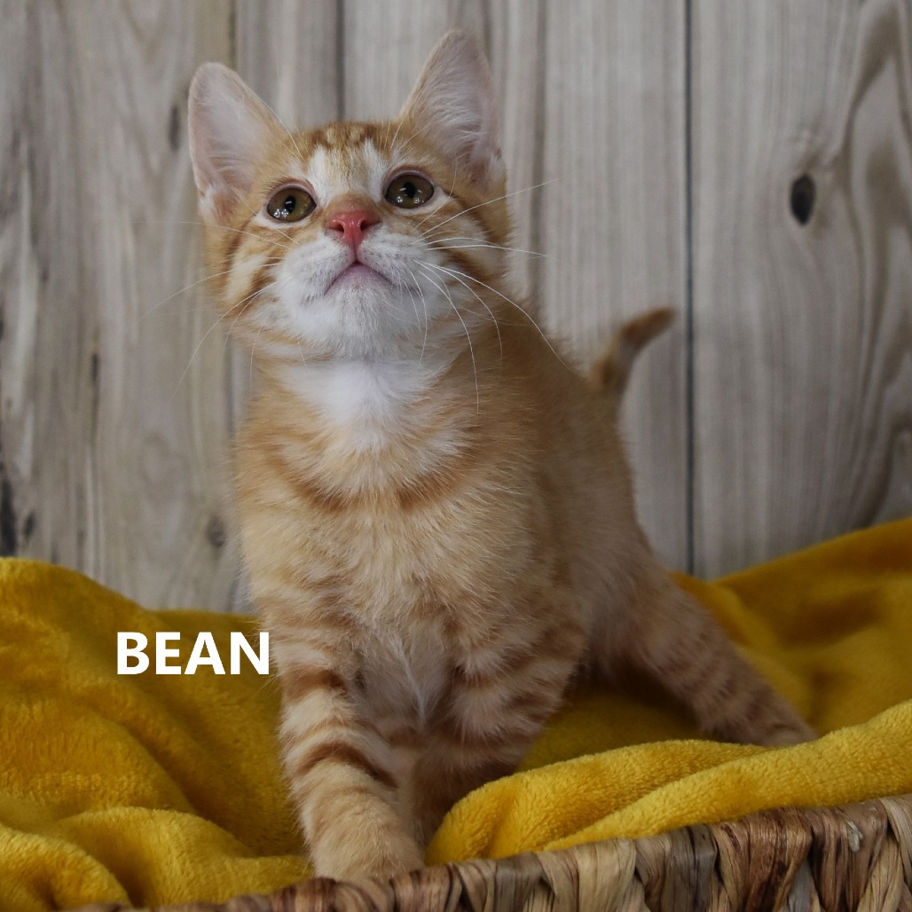 Bean