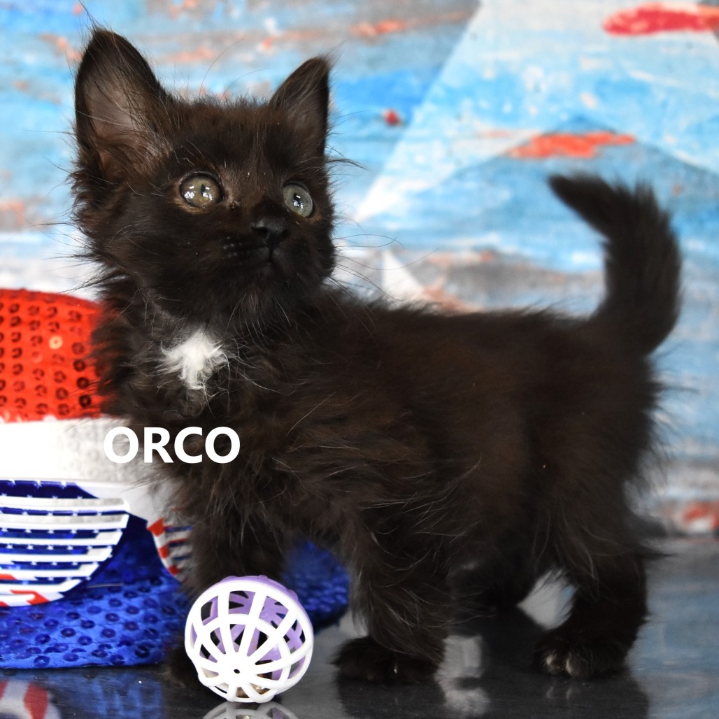 Orco