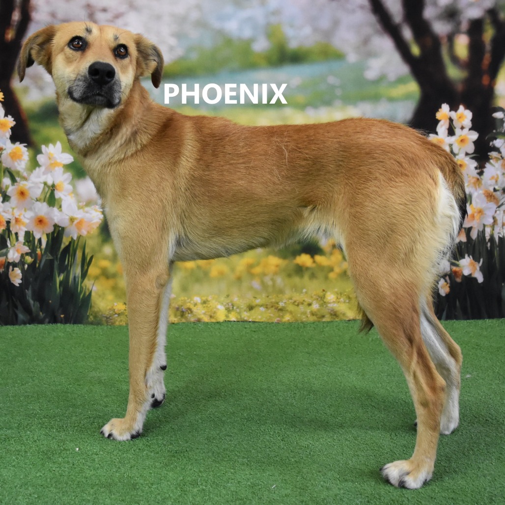 Phoenix