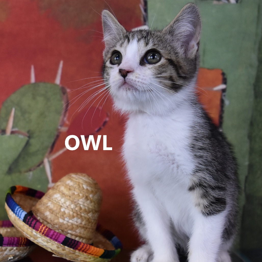 Owl