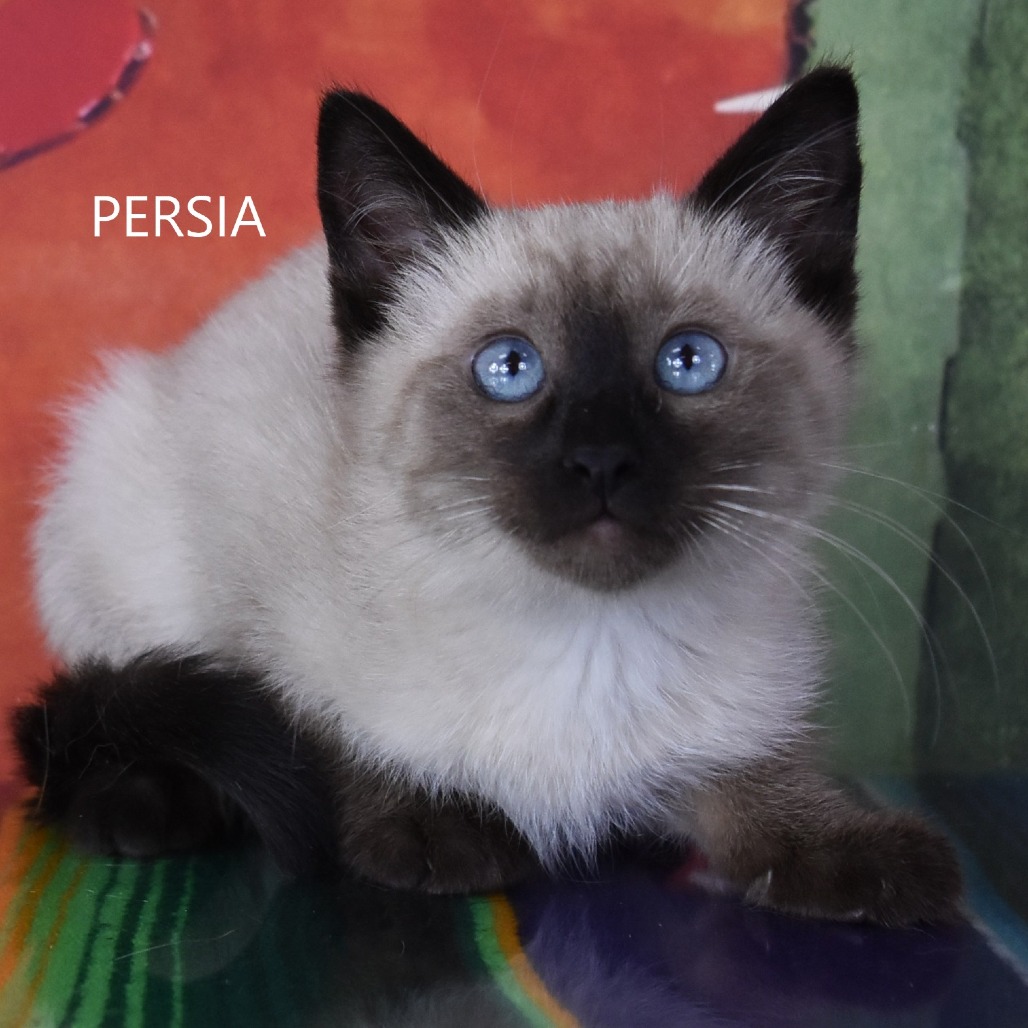 Persia
