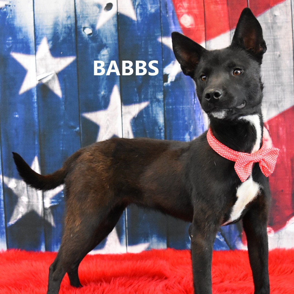 Babbs