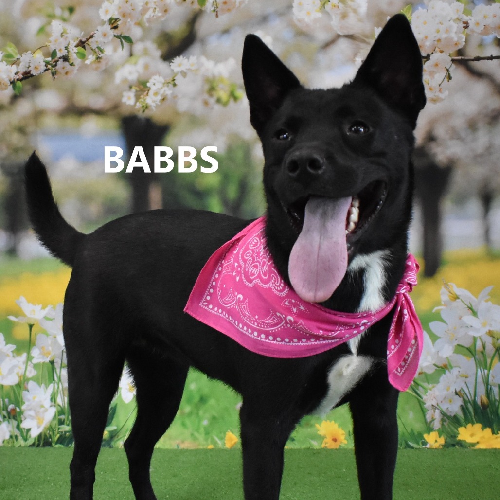 Babbs