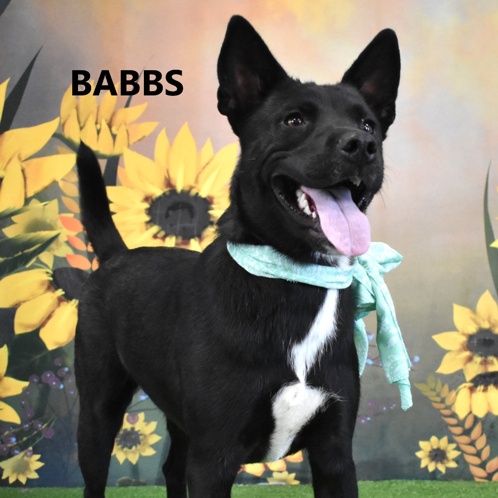 Babbs