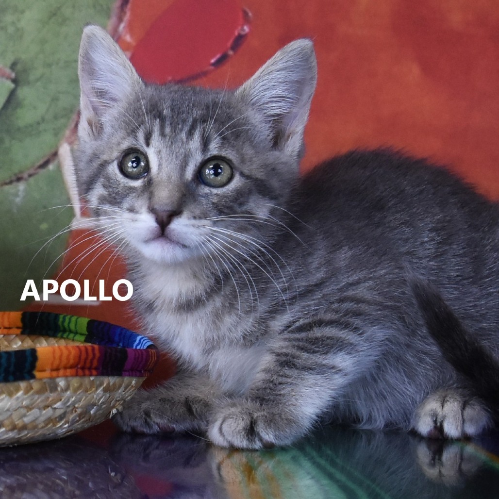 Apollo