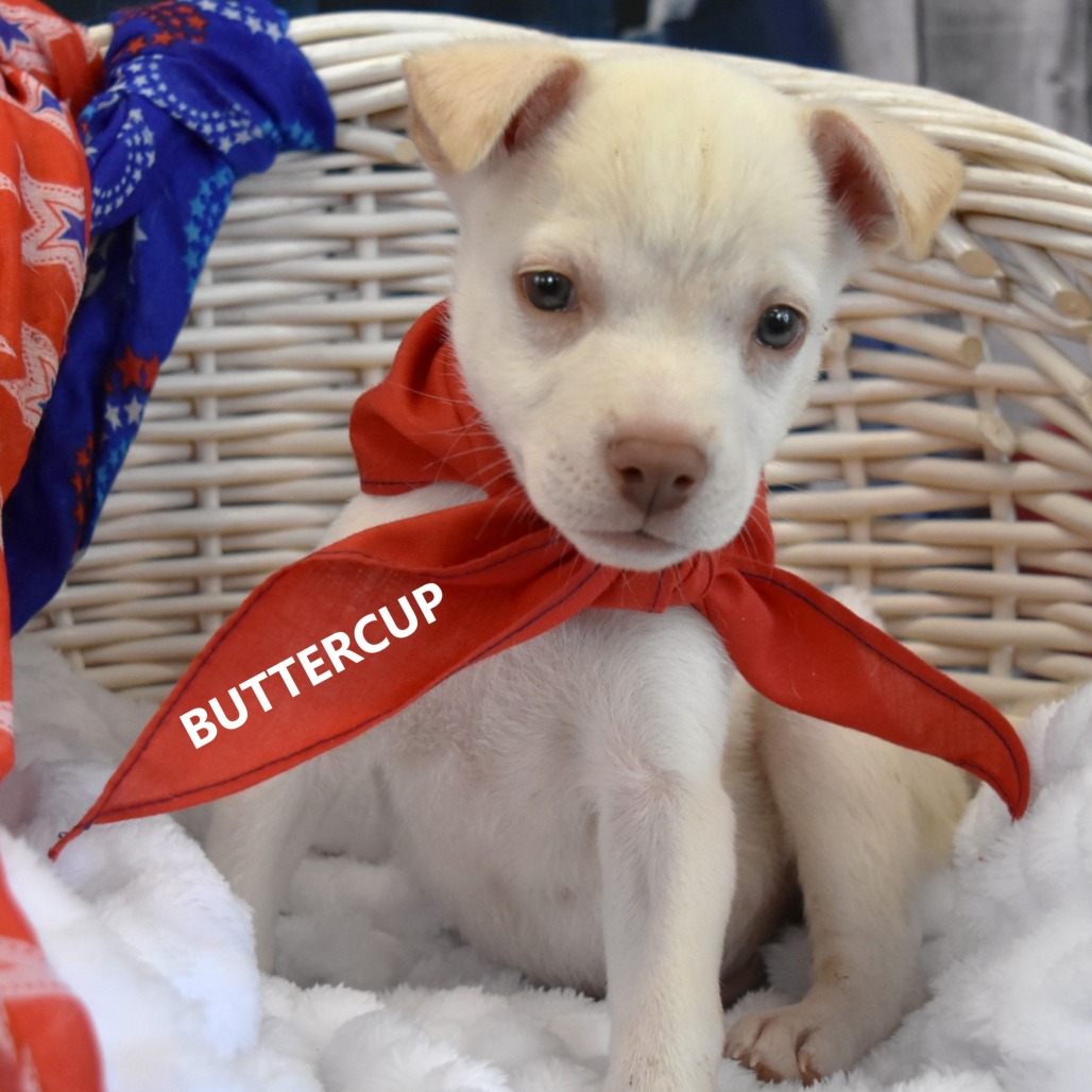 Buttercup