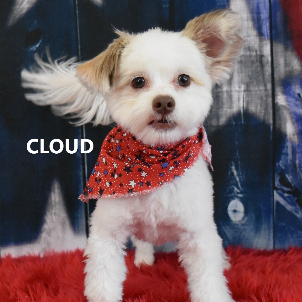 Cloud