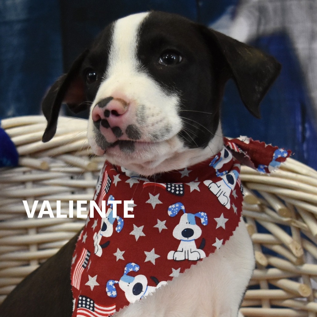 Valiente