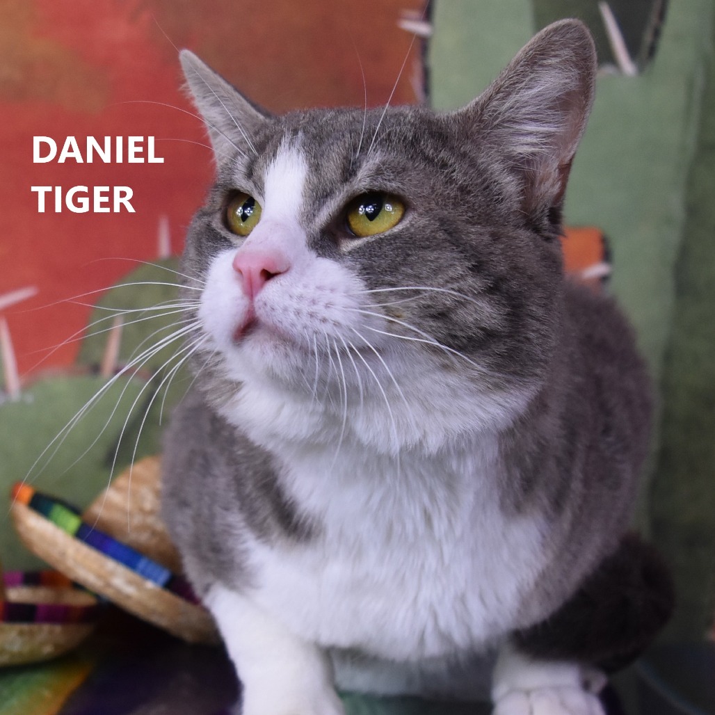 Daniel Tiger 