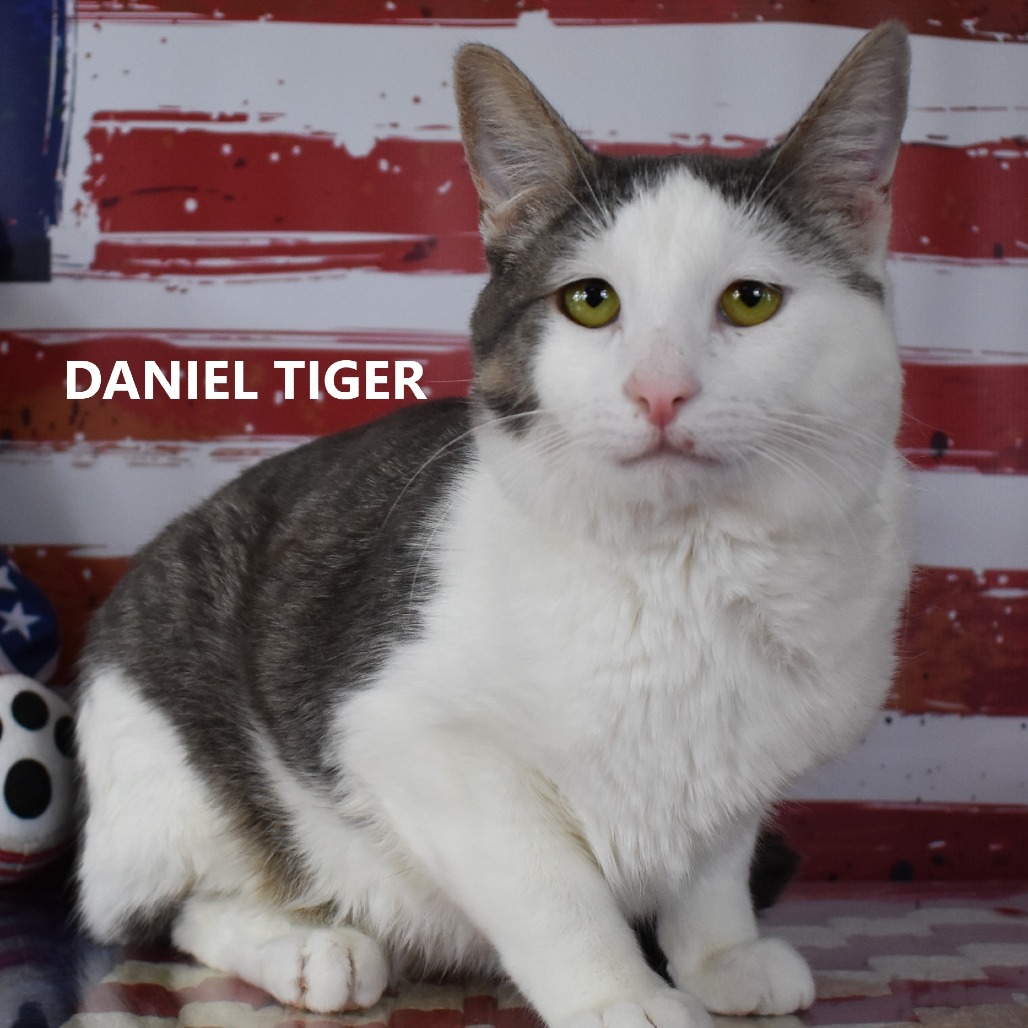 Daniel Tiger 