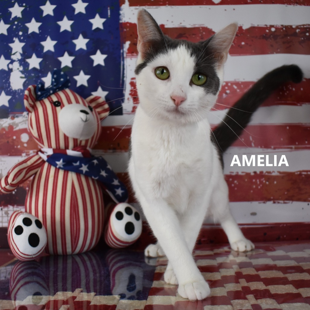 Amelia 