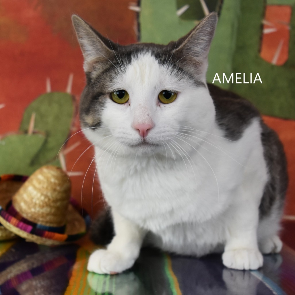 Amelia 