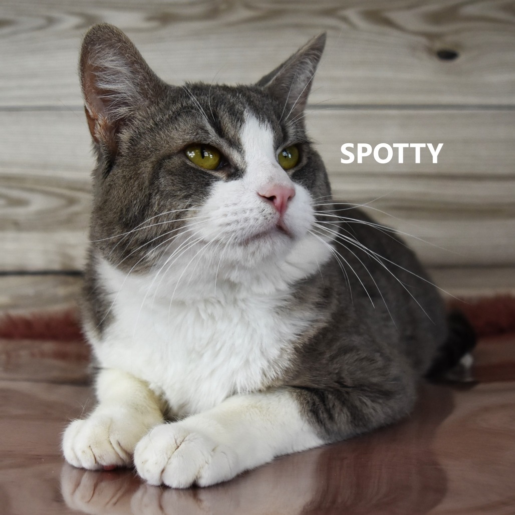 Spotty  