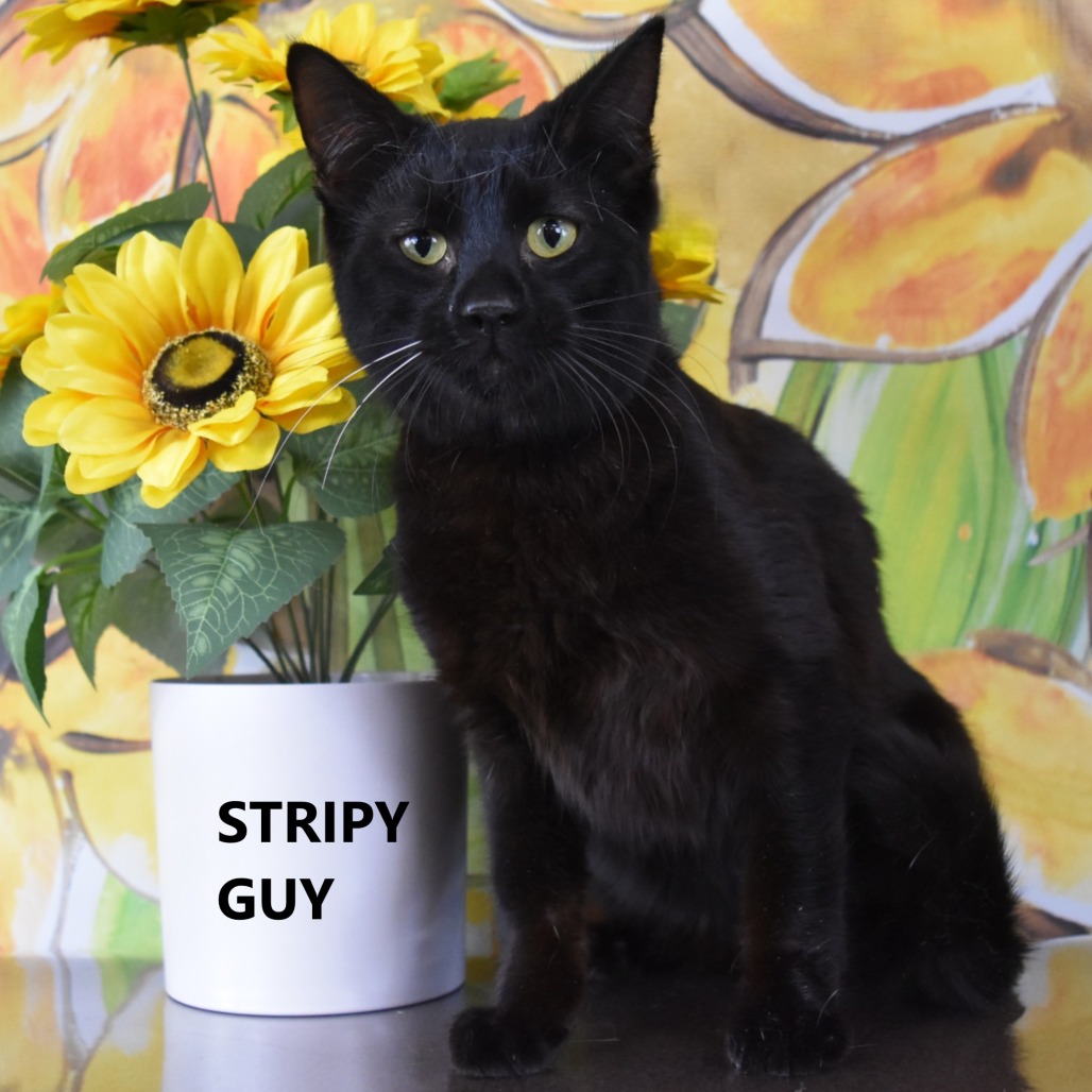Stripy Guy 