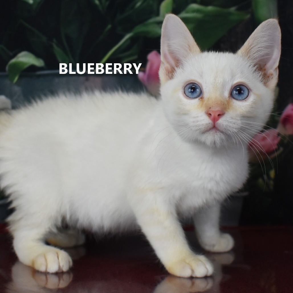 Blueberry