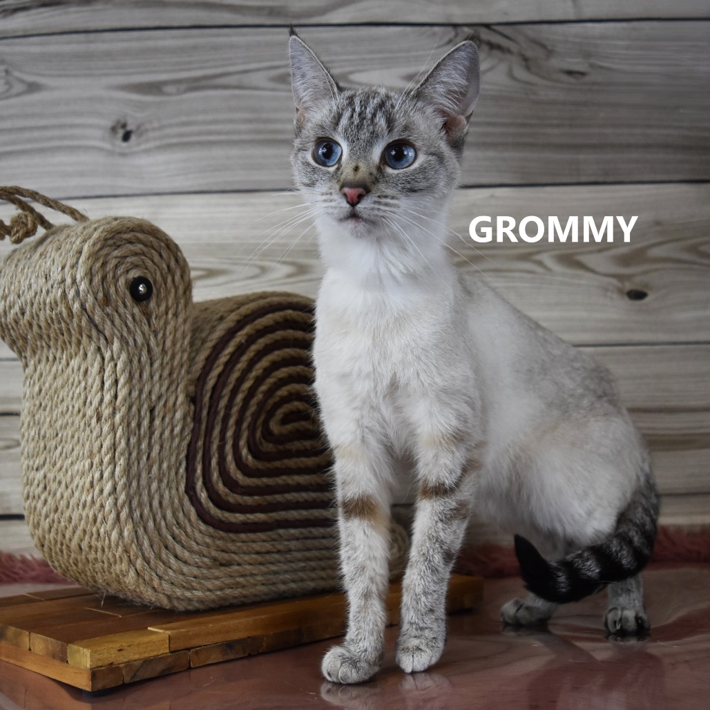 Grommy