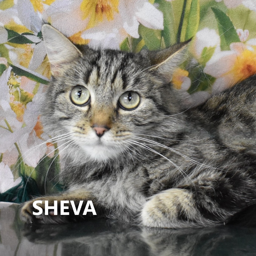 Sheva
