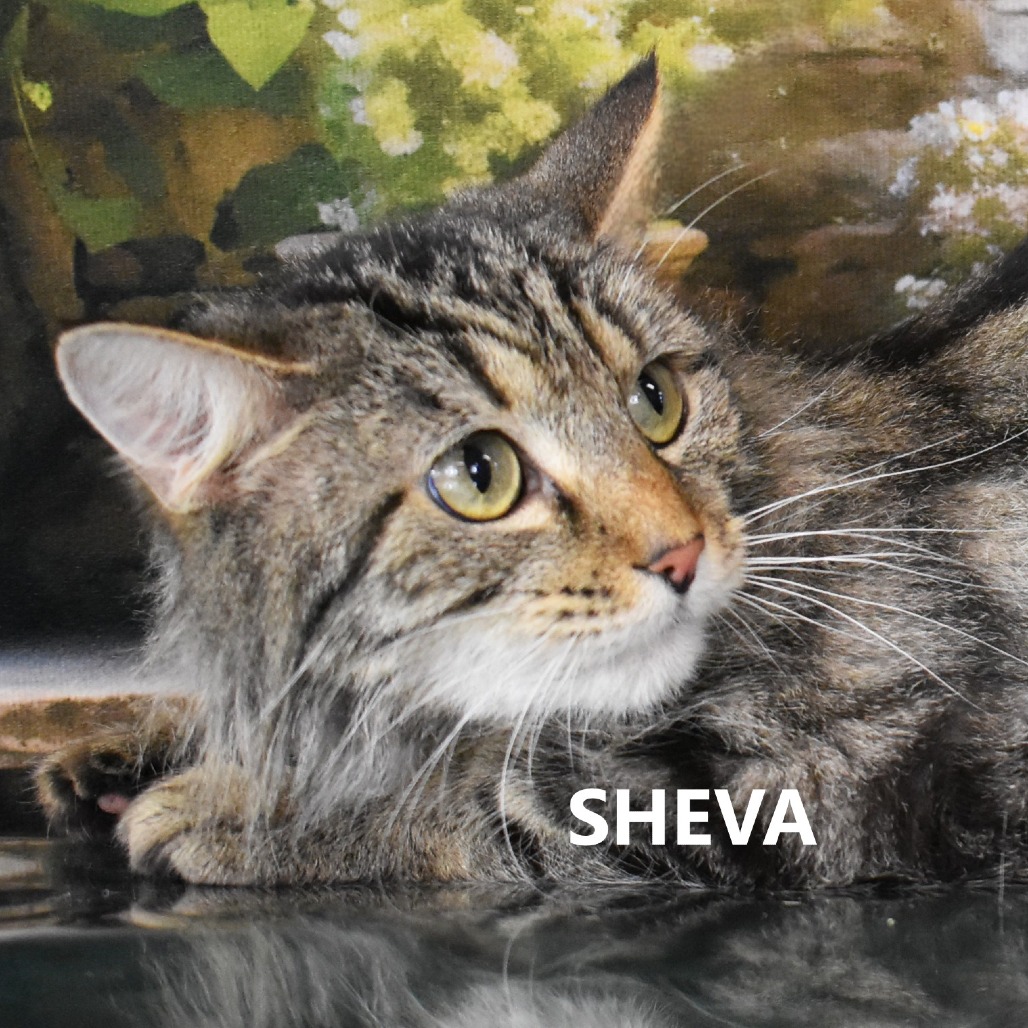 Sheva