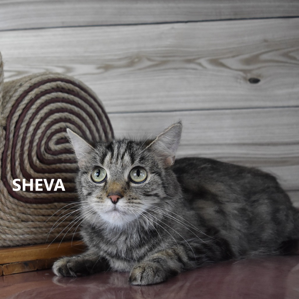 Sheva