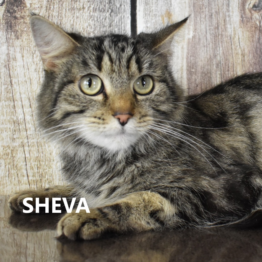 Sheva