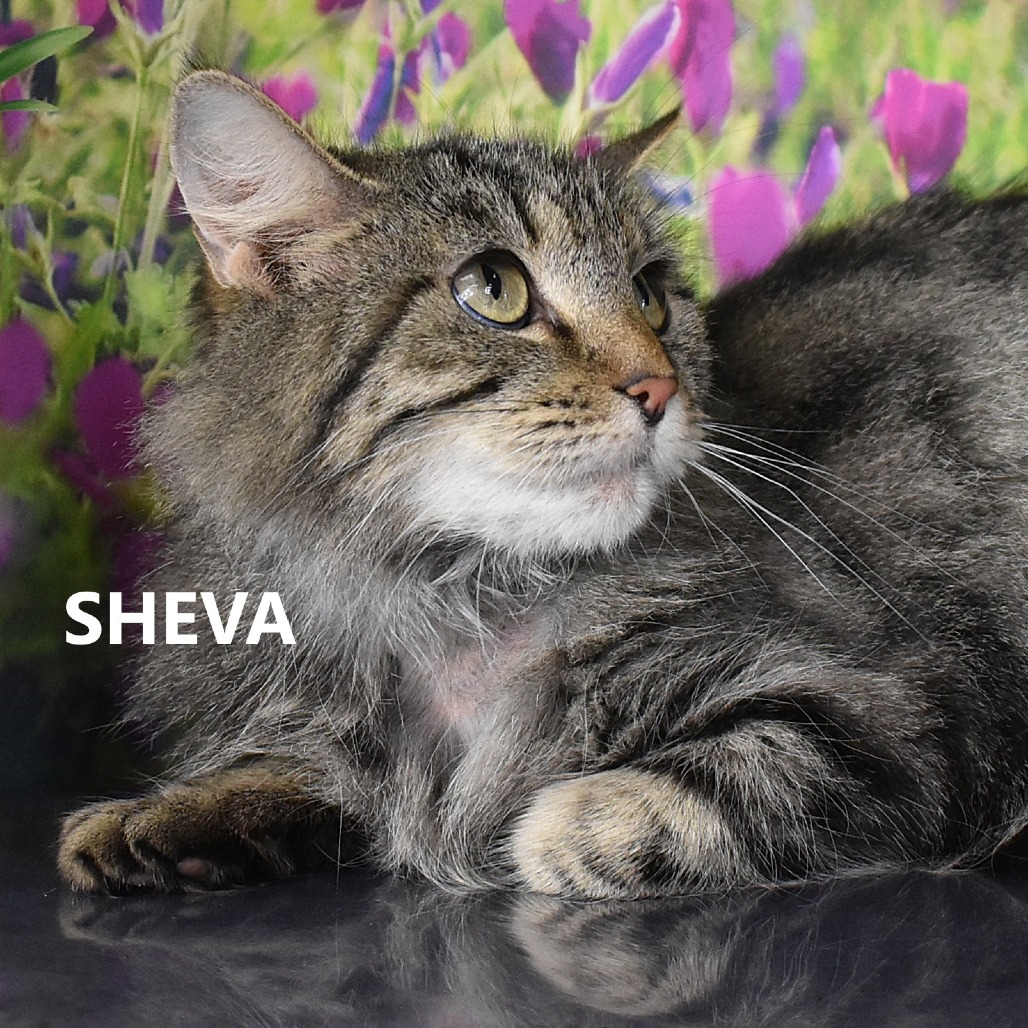 Sheva