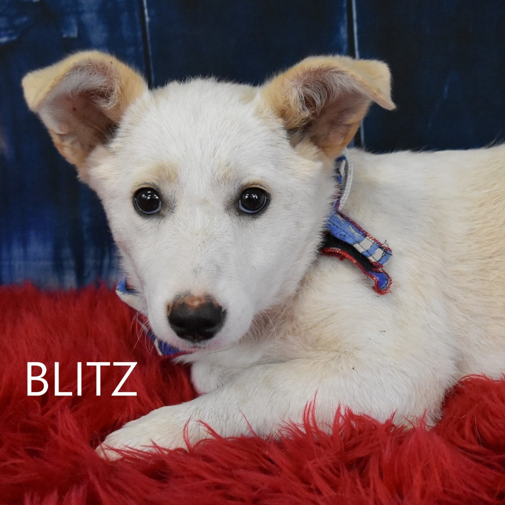 Blitz